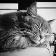 Bob