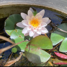 Grace ࣪ ִֶָ☾.