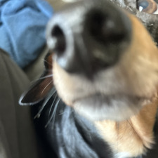 Alexis