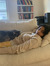 Shreya ...