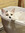ʕ •ᴥ• ʔ Fran