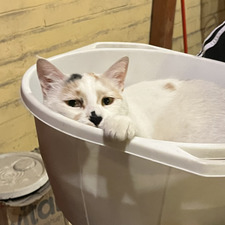 ʕ •ᴥ• ʔ Fran