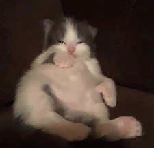 Loo
