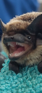 Jay