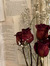 Carya Rose
