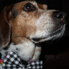 gracie
