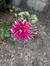 Amy
