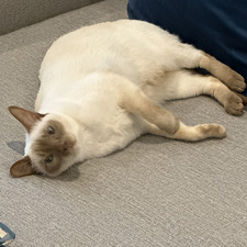 mikkeye