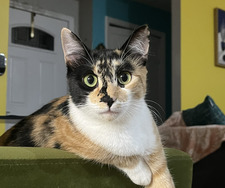 Abby