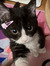 Pinkats00