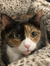hailey