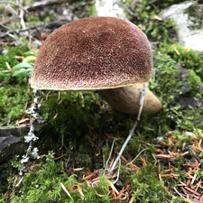 flora, fauna, and fungi