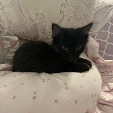 kit ⋆౨ৎ˚⟡˖ ࣪