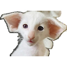 Saint Ears