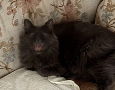 Janet