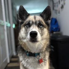 kiwi &#x1f9d9;‍♂️ the wizard