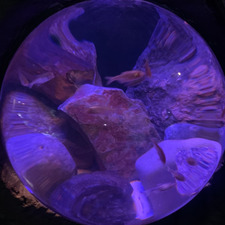 &#x1faa9; Emily &#x1f3a7;