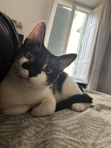 Luca