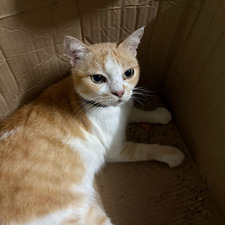 แมวดำนักอ่าน