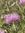 Mildly Mad Hatter | 237 comments