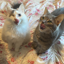 strawberry shortcake