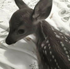 viivi ཐི⋆ཋྀ