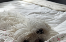 Gracie Dib