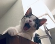 Vivian