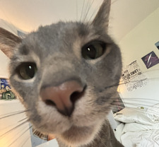 Simone