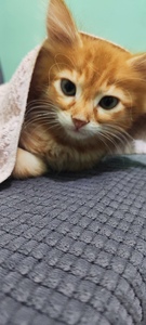 Rosi