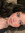 Ghalia ...