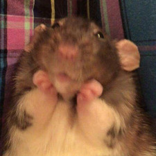 elle !! (PLS NO POLLS)