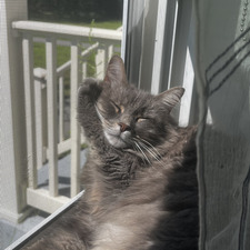 Bella