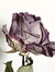 THANA
