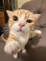 Minh