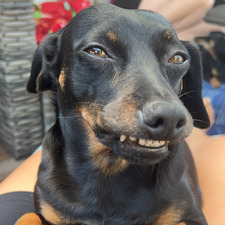 Cali Geserick