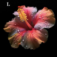 lorraine ⭐️⚓️