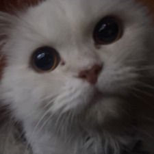 Zuni