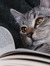 Alicia en el País de los libros 