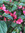 Nikki  Rho | 2 comments