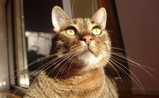 Viktė