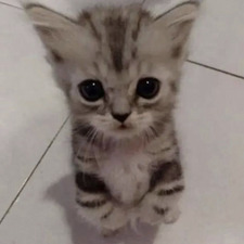 hasan