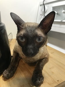 Kekie