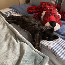 Julie Abu Hassan Vogeler