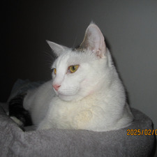Sam 