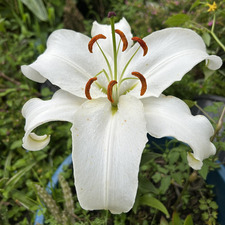 Orquidea Esquit