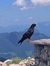 Ludwig