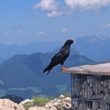 Ludwig