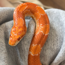 Ari