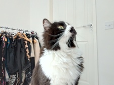 Vivienne